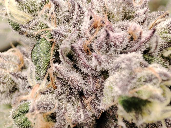 DWC - Papaya Stank. Week 16 - BT 51