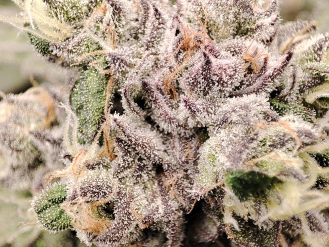 DWC - Papaya Stank. Week 16 - BT 51