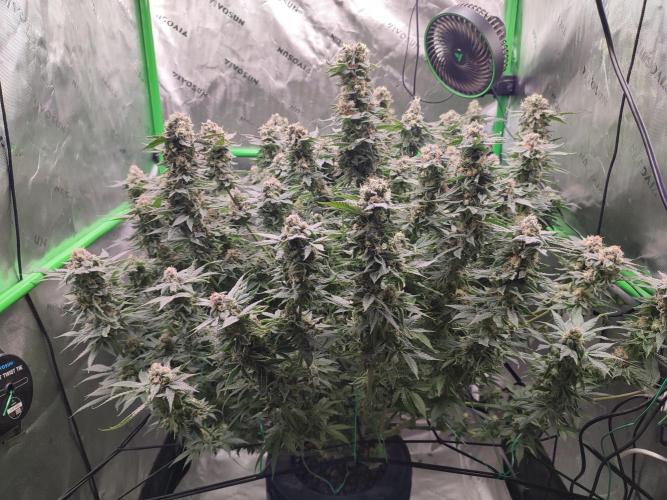 DWC - Papaya Stank. Week 16 - BT 52