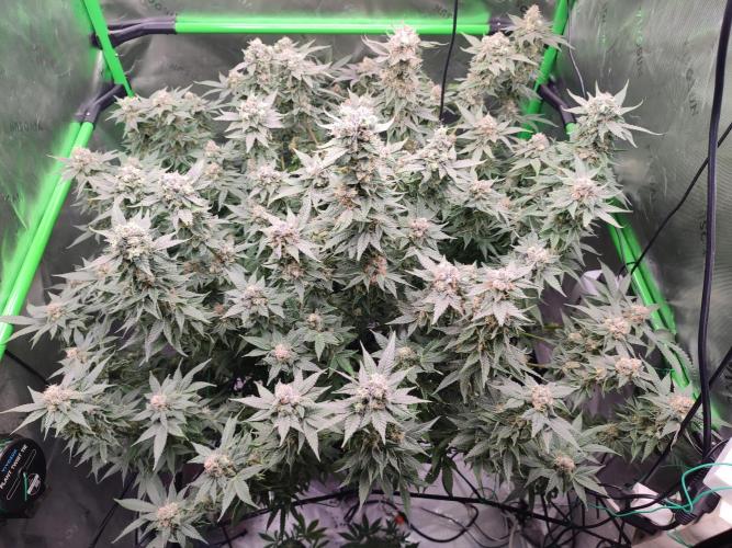 DWC - Papaya Stank. Week 16 - BT 52