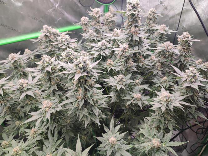 DWC - Papaya Stank. Week 16 - BT 52