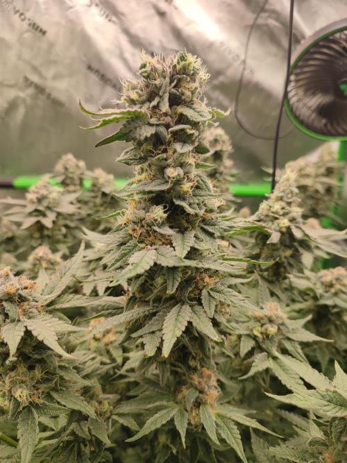 DWC - Papaya Stank. Week 16 - BT 52