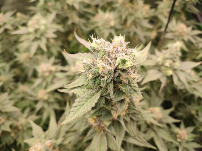 DWC - Papaya Stank. Week 16 - BT 52