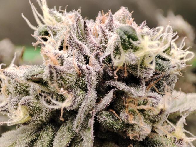 DWC - Papaya Stank. Week 16 - BT 52