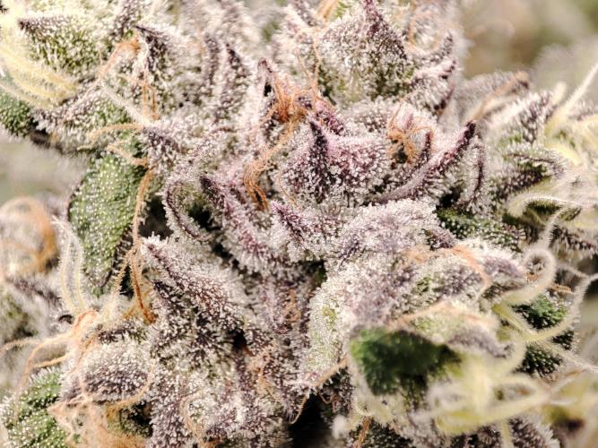 DWC - Papaya Stank. Week 16 - BT 52