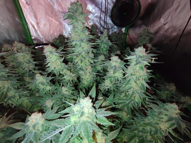 DWC - Papaya Stank. Week 16 - BT 52