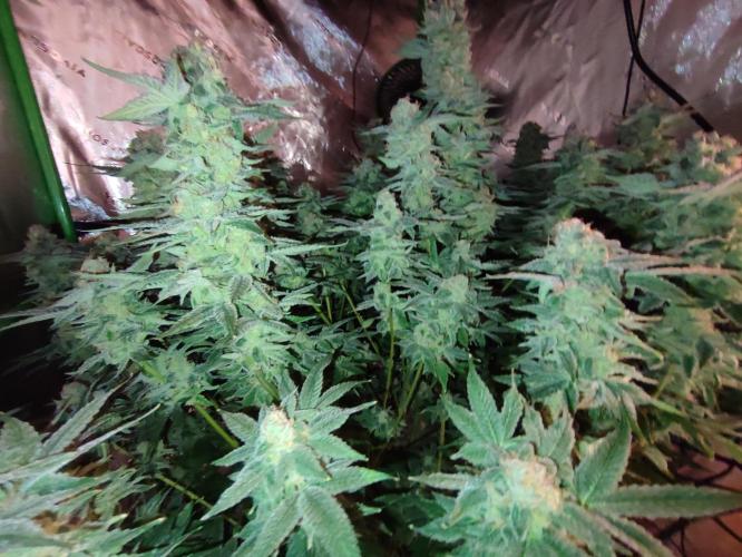 DWC - Papaya Stank. Week 16 - BT 52