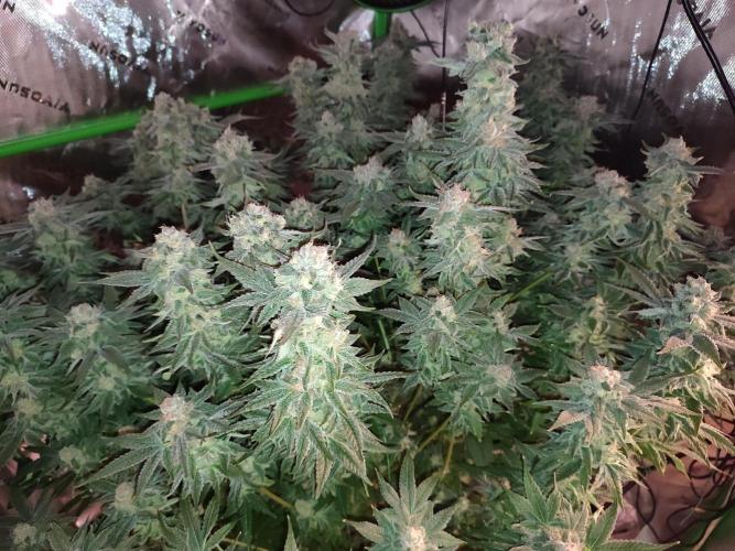 DWC - Papaya Stank. Week 16 - BT 52