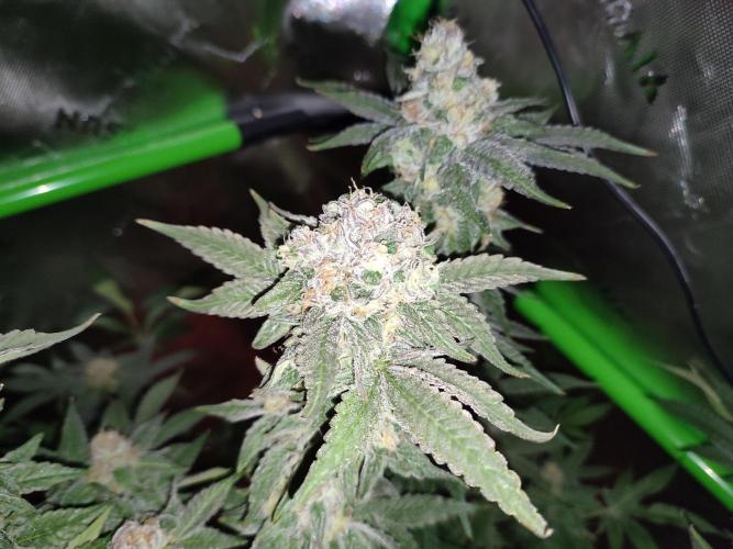 DWC - Papaya Stank. Week 16 - BT 52