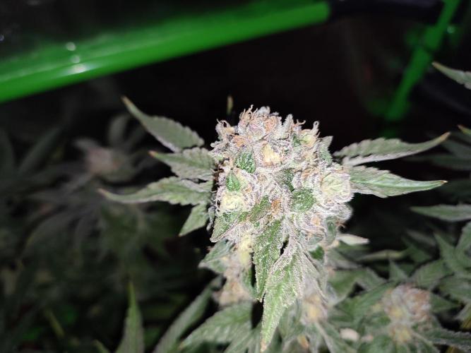 DWC - Papaya Stank. Week 16 - BT 52