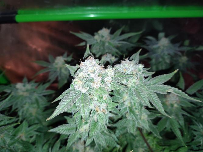 DWC - Papaya Stank. Week 16 - BT 52