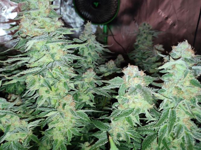 DWC - Papaya Stank. Week 16 - BT 52