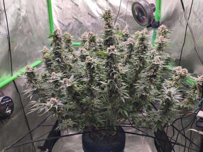 DWC - Papaya Stank. Week 16 - BT 53