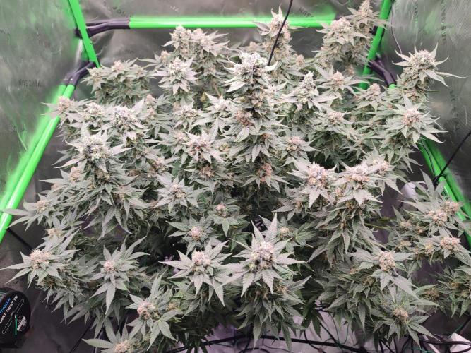 DWC - Papaya Stank. Week 16 - BT 53