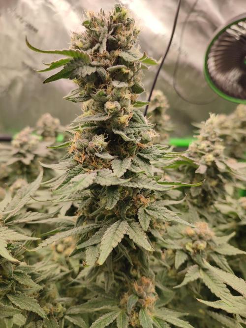 DWC - Papaya Stank. Week 16 - BT 53