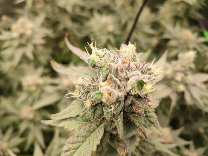 DWC - Papaya Stank. Week 16 - BT 53