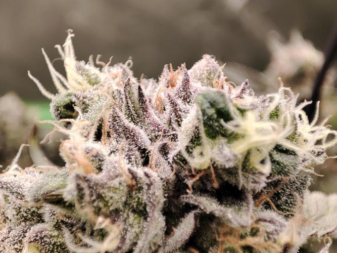 DWC - Papaya Stank. Week 16 - BT 53