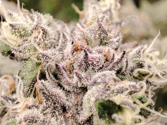 DWC - Papaya Stank. Week 16 - BT 53