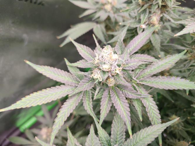 DWC - Papaya Stank. Week 16 - BT 54