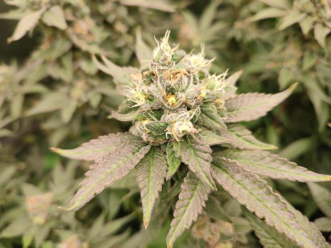 DWC - Papaya Stank. Week 16 - BT 54