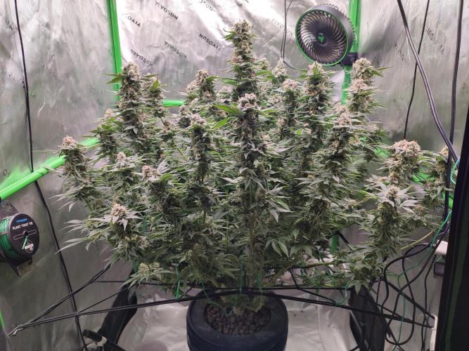 DWC - Papaya Stank. Week 16 - BT 54