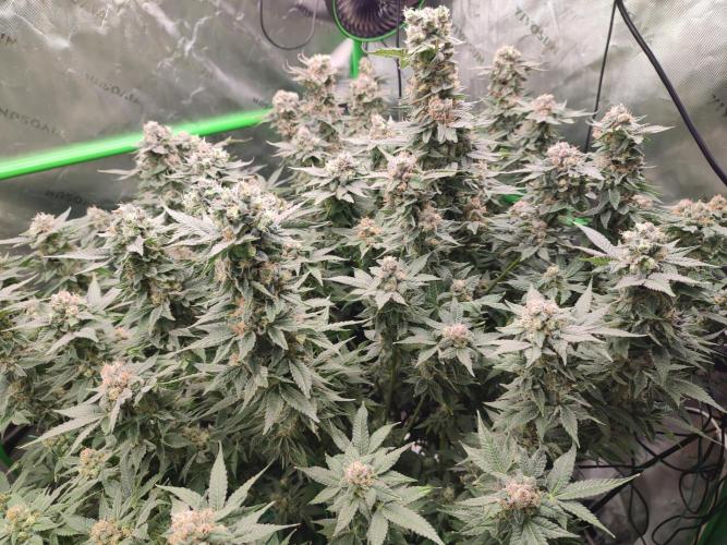 DWC - Papaya Stank. Week 16 - BT 54