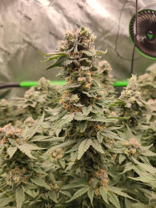 DWC - Papaya Stank. Week 16 - BT 54