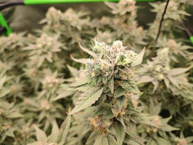 DWC - Papaya Stank. Week 16 - BT 54