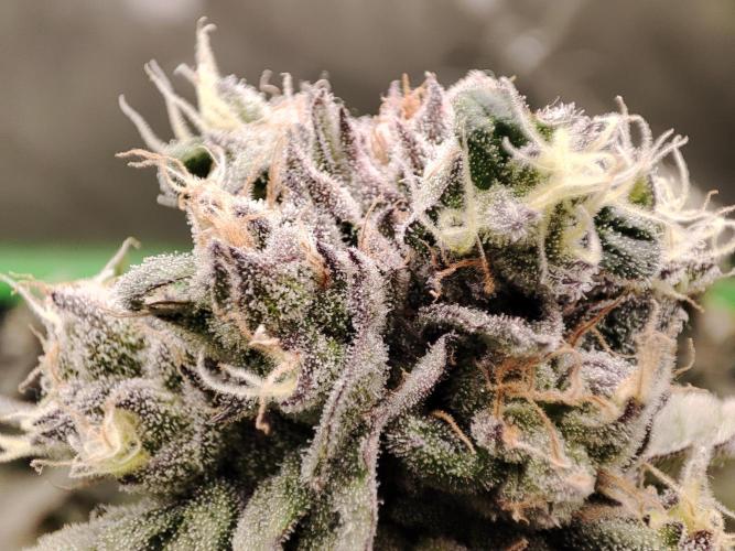 DWC - Papaya Stank. Week 16 - BT 54