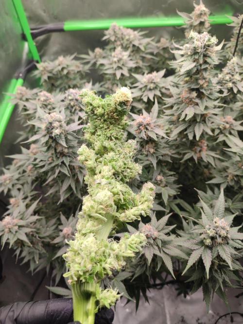 DWC - Papaya Stank. Week 17