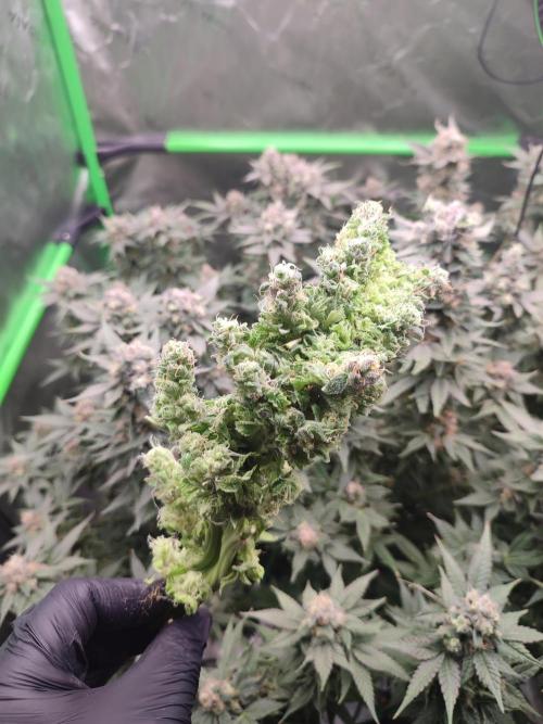 DWC - Papaya Stank. Week 17