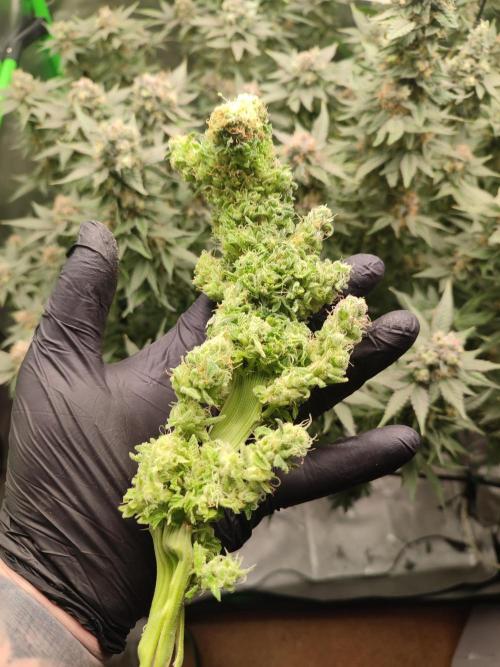 DWC - Papaya Stank. Week 17