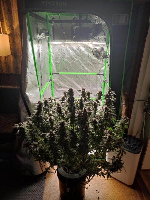 DWC - Papaya Stank. Week 17