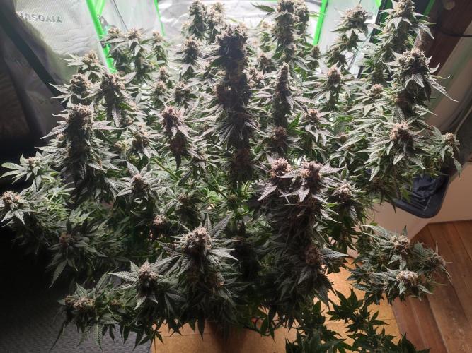 DWC - Papaya Stank. Week 17