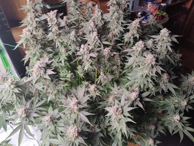 DWC - Papaya Stank. Week 17