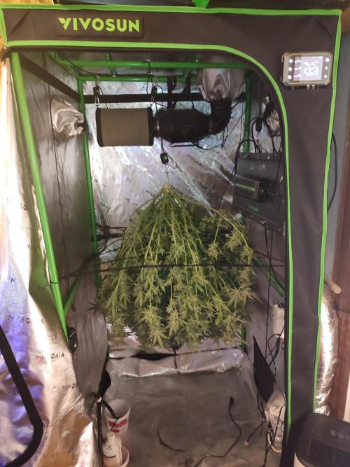 DWC - Papaya Stank. Week 17