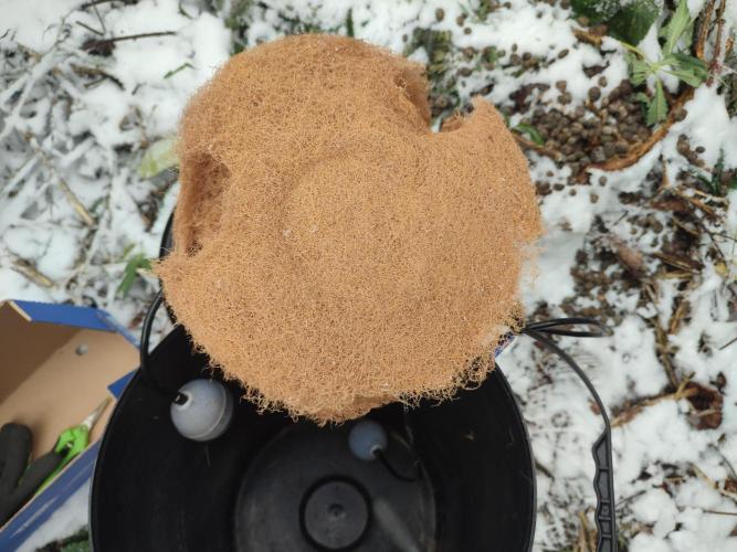 DWC - Papaya Stank. Week 17