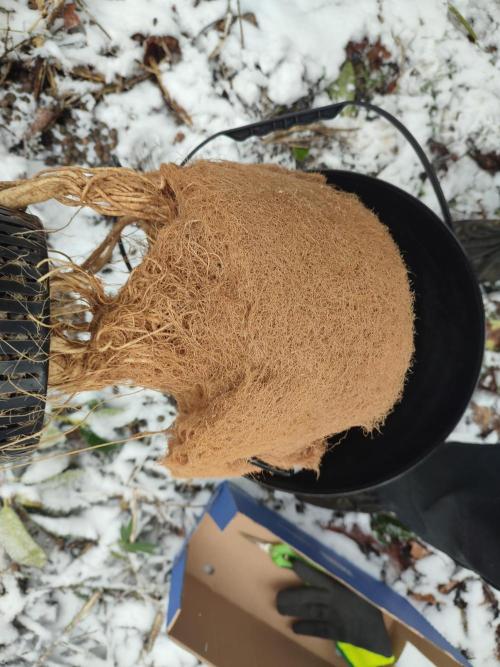 DWC - Papaya Stank. Week 17