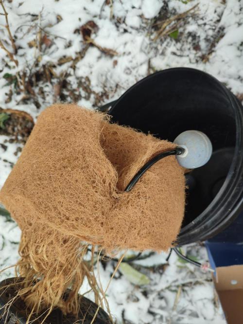 DWC - Papaya Stank. Week 17