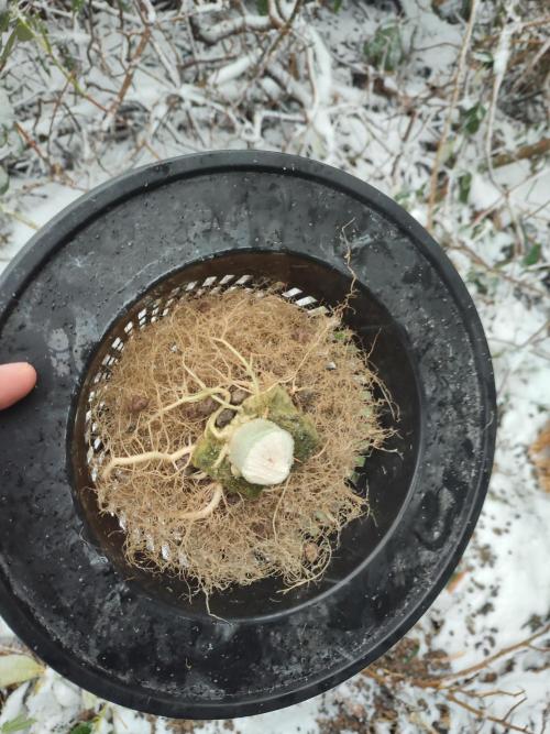 DWC - Papaya Stank. Week 17