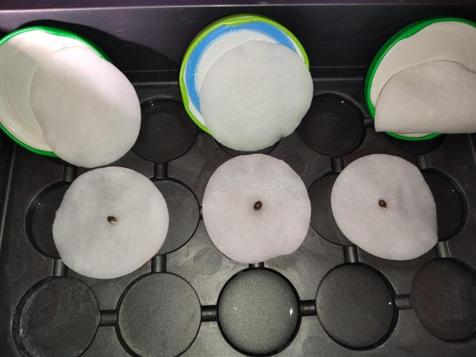 GMSDSP - New Money - RDWC. Week 0