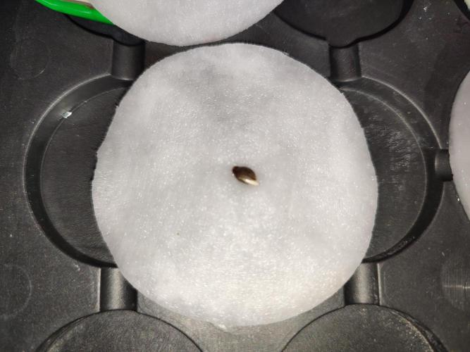 GMSDSP - New Money - RDWC. Week 0