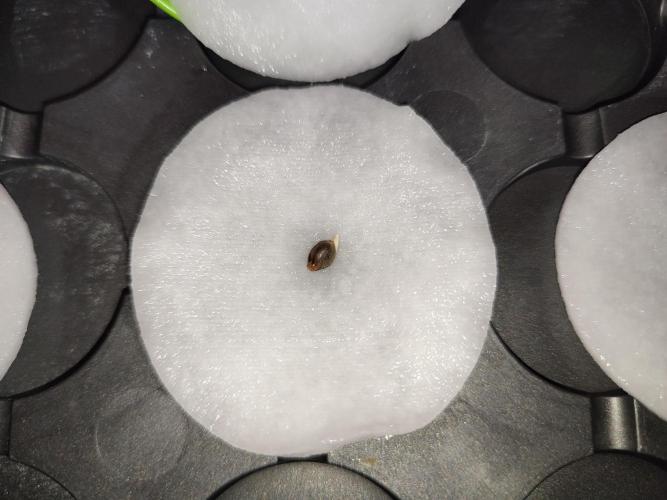 GMSDSP - New Money - RDWC. Week 0