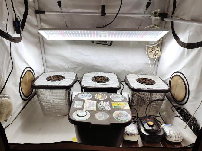 GMSDSP - New Money - RDWC. Week 0