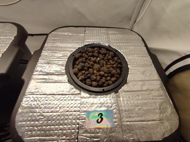 GMSDSP - New Money - RDWC. Week 0 - Tag 5