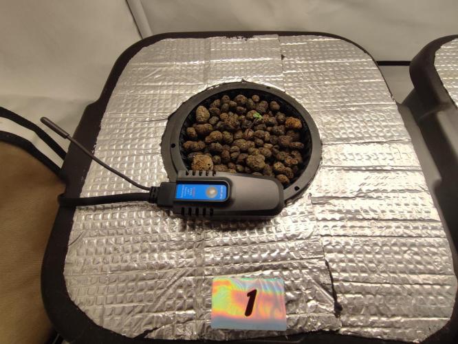 GMSDSP - New Money - RDWC. Week 0 - Tag 6