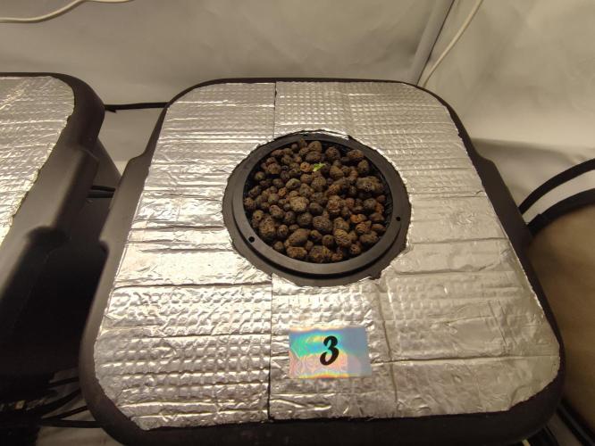 GMSDSP - New Money - RDWC. Week 0 - Tag 6