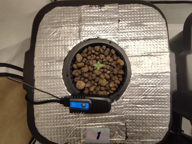 GMSDSP - New Money - RDWC. Week 1 - Tag 7