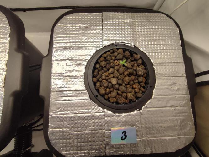 GMSDSP - New Money - RDWC. Week 1 - Tag 7