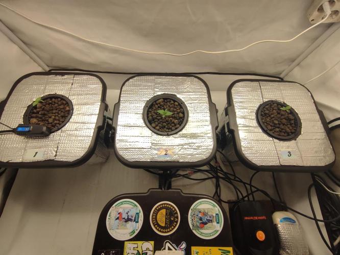 GMSDSP - New Money - RDWC. Week 1 - Tag 8